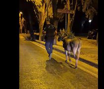 "Νυχτοπερπατήματα" για γάιδαρο στο κέντρο της Κω – Η παρέμβαση των αστυνομικών