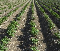 Εσπερίδα για το μέλλον της αγροτικής παραγωγής στην Κω