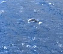 Φάλαινα φυσητήρας εμφανίστηκε στις ακτές της Καλύμνου (vid)