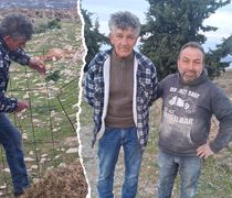 Σκυλιά κατασπάραξαν αιγοπρόβατα του συμπολίτη μας Δ. Κώστογλου στον Αγ. Βασίλειο Κω (φωτο)