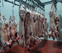 Μειωμένες φέτος οι σφαγές αμνοεριφίων στα Σφαγεία Κω (έφυγαν ζωντανά περίπου 6.000 από το νησί)