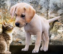 Πρόστιμο 1.000 ευρώ σε ιδιοκτήτη σκύλου στην Κω για παραβίαση κανόνων ευζωίας