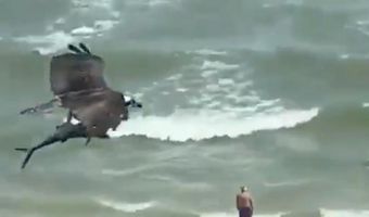 Το βίντεο που έγινε viral: Αρπακτικό πουλί πετάει πάνω από παραλία κρατώντας ψάρι που μοιάζει με…. καρχαρία (vid)