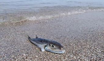 Λαγοκέφαλος «τέρας» ξεβράστηκε σε παραλία της Κρήτης (pics)