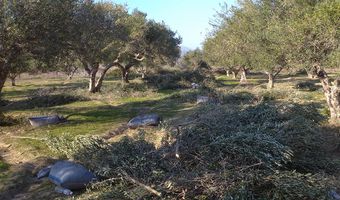 Lockdown: Τι θα γίνει με το μάζεμα της ελιάς -Τα απαραίτητα έγγραφα για μετακίνηση