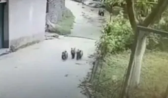 Μέτσοβο: Μεράκλωσαν τρία αρκουδάκια - Μπήκαν σε αποθήκη και ήπιαν όλο το κρασί και το τσίπουρο [βίντεο]