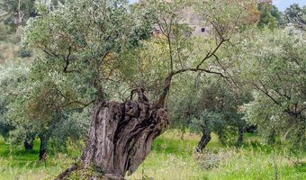 Το λιομάζωμα και τα λιοτρίβια της Κω παλιά και νέα - Γράφει η Ξανθίππη Αγρελλη