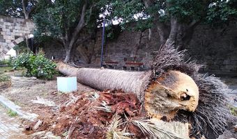 23 νέοι φοίνικες θα τοποθετηθούν αντικαθιστώντας αυτούς που είχαν ήδη προβλήματα 