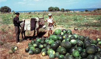 Το συνέπαρμα μετά του Αϊ Γιωργιού στους κάμπους  και οι αξέχαστες ψάθινες καλύβες,  των αγροτών της Κω (Γράφει η Ξανθίππη Αγρέλλη)  