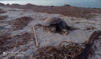 Νεκρή θαλάσσια χελώνα στο Τιγκάκι