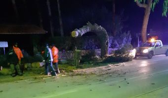 Έπεσε δέντρο 70 ετών στο ύψος της Μαρίνας (φωτο - βίντεο)