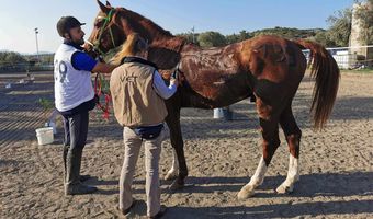 Με επιτυχία ο Πανελλήνιος αγώνας Ιππικής Αντοχής στη Ρόδο