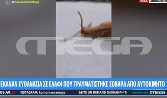 Πάρνηθα: Ελάφι ψυχορραγούσε επί τρεις ημέρες στη μέση του δρόμου