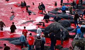 Μαζική σφαγή στα νησιά Φερόε για ένα έθιμο: Σκότωσαν 1.500 δελφίνια - Εικόνες σοκ από τη θάλασσα που έγινε κόκκινη