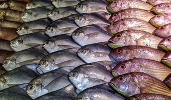 Έρχεται η «μπλε» επανάσταση στα τρόφιμα! Πρόβλεψη για διπλασιασμό των θαλασσινών μέχρι το 2050