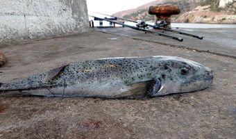 Ψάρεψε λαγοκέφαλο 4,8 κιλών στον εξωτερικό μόλο στο λιμάνι Καλύμνου