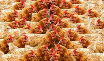 Γρίπη των πτηνών - Κίνα: Πρώτο κρούσμα μόλυνσης ανθρώπου από σπάνιο στέλεχος