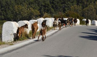 Έκτακτη ενίσχυση στη Νησιωτική κτηνοτροφία λόγω της αύξησης του κόστους παραγωγής