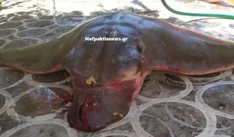 Ναύπακτος: Ψαράς έπιασε σαλάχι 120 κιλά