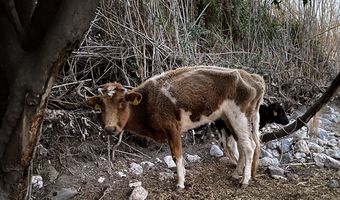 Την Παρασκευή το δικαστήριο των κτηνοτρόφων που δεν φρόντιζαν τις αγελάδες τους – Για κολαστήριο μιλούν οι ζωόφιλοι