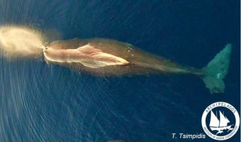 Γιγάντια φάλαινα εντοπίστηκε στο Αιγαίο