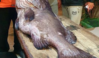 Έναν τεράστιο βλάχο ψάρεψε ο συμπατριώτης μας ερασιτέχνης ψαροντουφεκάς Ανδρέας Γεράνης 