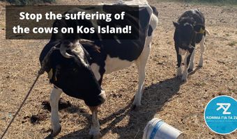 Κόμμα για τα Ζώα: Στην Κω γίνεται συνεχής και παράνομη κακοποίηση αγελάδων, σε μεγάλη κλίμακα