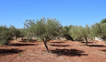 Ολοκλήρωση Δακοκτονίας – Δυνατότητα έκθλιψης ελαιοκάρπου στα ελαιοτριβεία Ρόδου, Κω, Λέρου και Κάσου 