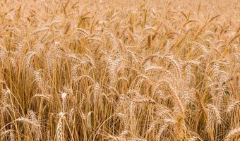  Συμφωνία Ρωσίας-Ουκρανίας με Τουρκία και ΟΗΕ για τις εξαγωγές σιτηρών – Σταδιακή πτώση των τιμών 