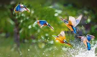 30 εκατομμύρια πουλιά κάνουν στάση στα νησιά μας