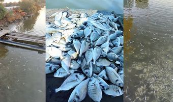 Ηγουμενίτσα: Εκατοντάδες χιλιάδες νεκρά ψάρια στη λιμνοθάλασσα λόγω ψύχους