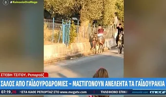 Σάλος για αγώνες με γαϊδουράκια στη Λέσβο, όπου ανήλικοι τα μαστιγώνουν για να πηγαίνουν πιο γρήγορα