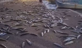 Κοπάδια ψαριών ξεπήδησαν στην στεριά σε Άνδρο και Κουφονήσια - Που οφείλεται (vid)