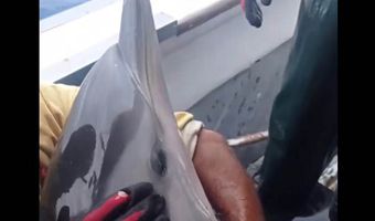 Ο Καλύμνιος καπετάν Στάθης Γεωργούλης απελευθερώνει ένα πανέμορφο δελφίνι, που παγιδεύτηκε στα παραγάδια του