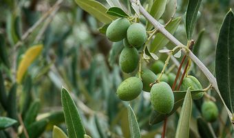 Έναρξη δολωματικών ψεκασμών δακοκτονίας στα νησιά Ρόδο, Κω, Κάσο, Αστυπάλαια, και Λέρο