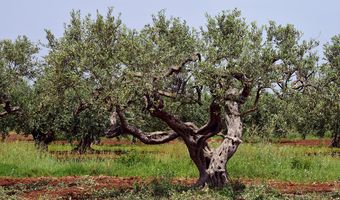 Ρόδος: Έκοψαν τις ελιές του κοινοτάρχη για να τον τιμωρήσουν επειδή μάζεψε τα κατσίκια τους