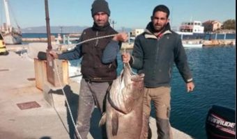 Μια σφυρίδα "γίγας" 63 κιλών έπιασαν ψαράδες στη Σύρο
