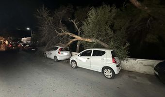 Πτώση δένδρου πάνω σε σταθμευμένα οχήματα στην Κάλυμνο