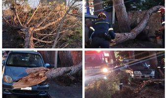 Πτώση μεγάλου κλώνου δέντρου στην οδό Επιχάρμου στην Κω - Από θαύμα δεν είχαμε κάποιο τραυματισμό