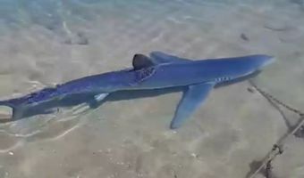 Καρχαρίας έκοβε βόλτες στη Μαρίνα Γλυφάδας - Απίστευτα βίντεο 