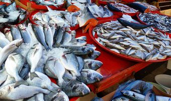 Διευκόλυνση στη μεταφορά των ψαριών ζητούν οι ψαράδες