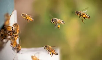 Μυτιλήνη: Επίθεση από σμήνος μελισσών σε επιβάτες αυτοκινήτου - Πληροφορίες για ένα άτομο χωρίς τις αισθήσεις του