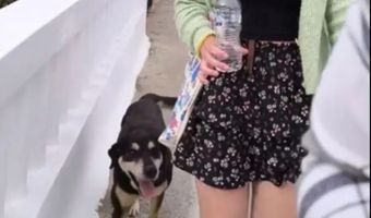 Ο Koda από την Κω: Πώς ένα αδέσποτο σκυλί βρήκε αγάπη και νέο σπίτι στη Γερμανία