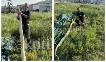 Ηράκλειο: Πήγαν στο χωράφι και βρήκαν πύθωνα 5 μέτρων - Viral οι εικόνες με το φίδι