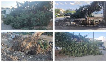 Έπεσε δέντρο στη Λάμπη λόγω βροχής –Από τύχη δεν είχαμε τραυματισμό ή ζημιές