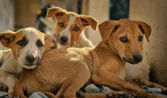 Ο Δήμος Κω καλεί όλους τους εθελοντές που φροντίζουν αδέσποτα ζώα συντροφιάς να επικαιροποιήσουν τα στοιχεία τους στο μητρώο εθελοντών