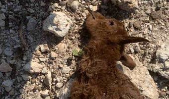 Καταγγελία από συμπολίτισσά μας στο Πυλί για συνεχείς επιθέσεις σκύλων σε αιγοπρόβατα