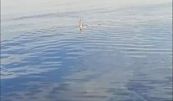 Μεγάλος καρχαρίας εντοπίσθηκε από ψαράδες στην Κάρπαθο!