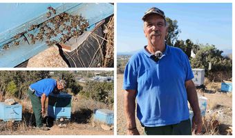 Καταστράφηκαν τα μελίσσια του συμπολίτης μας Γιάννη Τσίκνη (πιθανώς από δηλητηρίαση λόγω ψεκασμών)