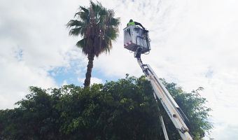 Κλάδευση δέντρων επί της οδού Γρηγορίου Ε'